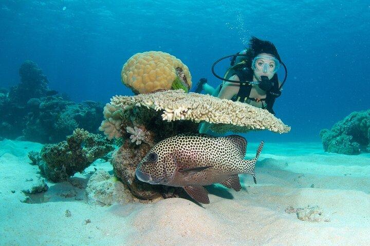 SeaQuest Day Trips to Outer Barrier Reef