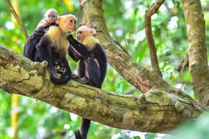 Excursion en bateau à travers la mangrove Manuel Antonio à Quepos