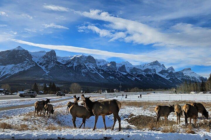Oplev Banff National Park - Premium Dagstur