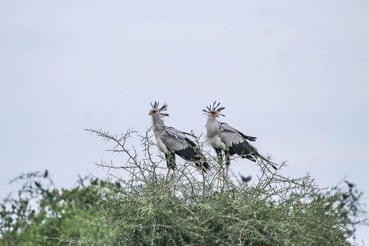 Excursión de un día compartido al Parque Nacional Tarangire desde la ciudad de Arusha