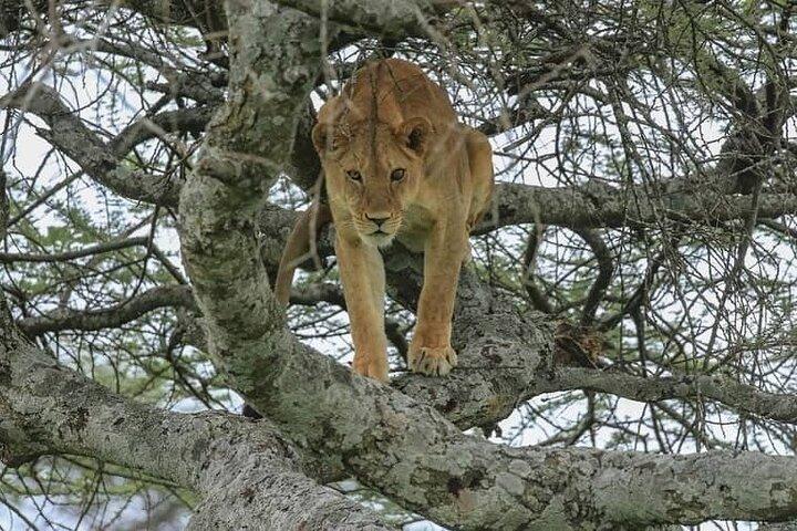 Excursión de un día compartido al Parque Nacional Tarangire desde la ciudad de Arusha