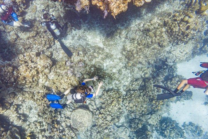 ロアタン島のウエストエンドでのスキューバ ダイビング (プライベート送迎付き)
