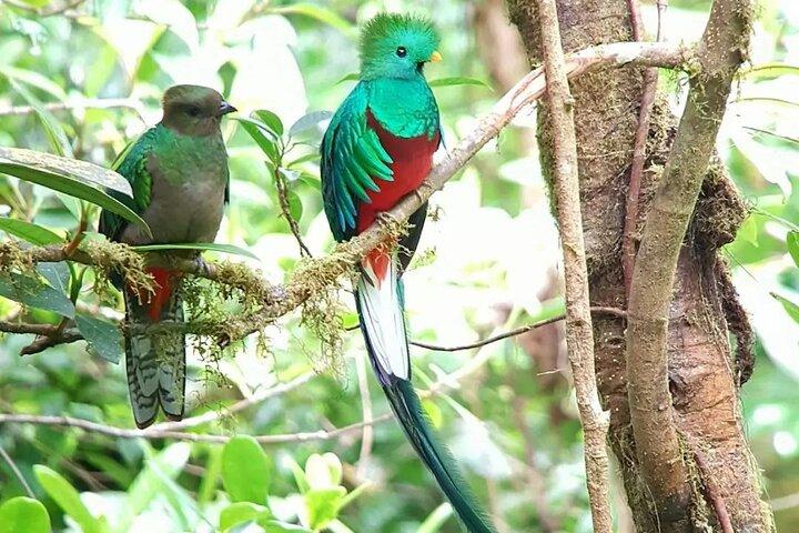Bosque Nuboso Monteverde Puentes Colgantes con Guía Naturalista