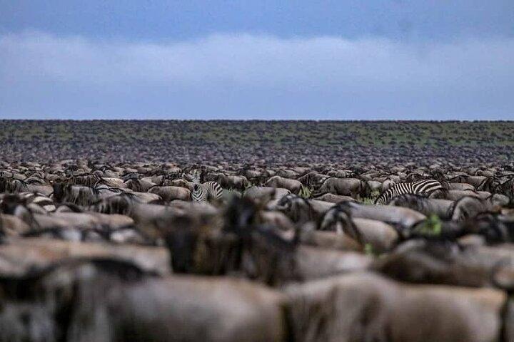 Excursión de un día compartido al Parque Nacional Tarangire desde la ciudad de Arusha