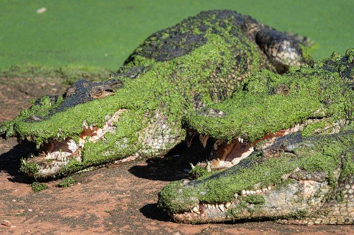 Excursão ao Malcolm Douglas Crocodile Park incluindo transporte