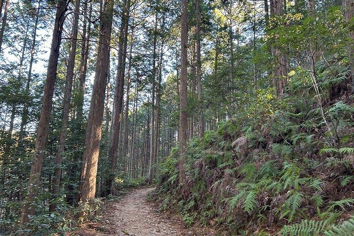 3-daagse Kumano Kodo-pelgrimsroute-wandeltocht vanuit Osaka