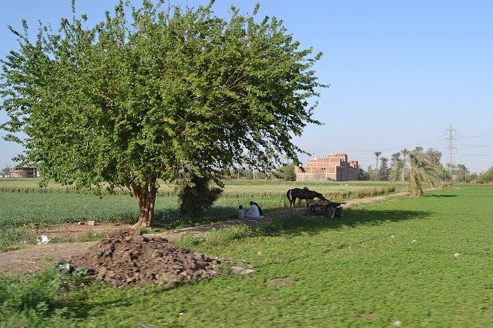 Tour De Medio Día A La Granja Verde Egipcia Con Desayuno