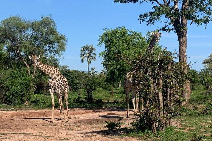ザンベジ国立公園の小グループドライサファリドライブ*F-D-ES