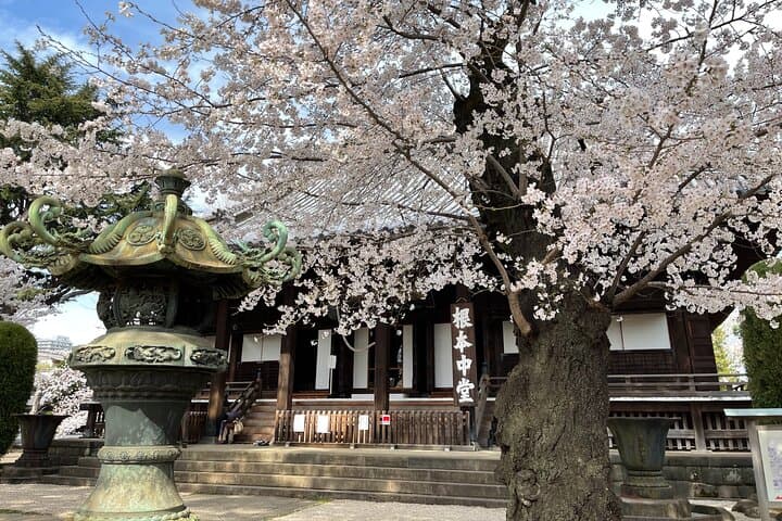 Tokyo Cherry Blossom Walking Tour