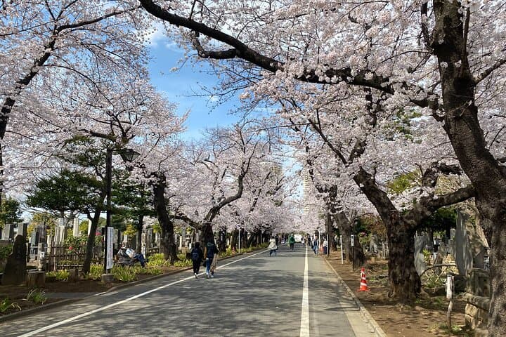 Tokyo Cherry Blossom Walking Tour