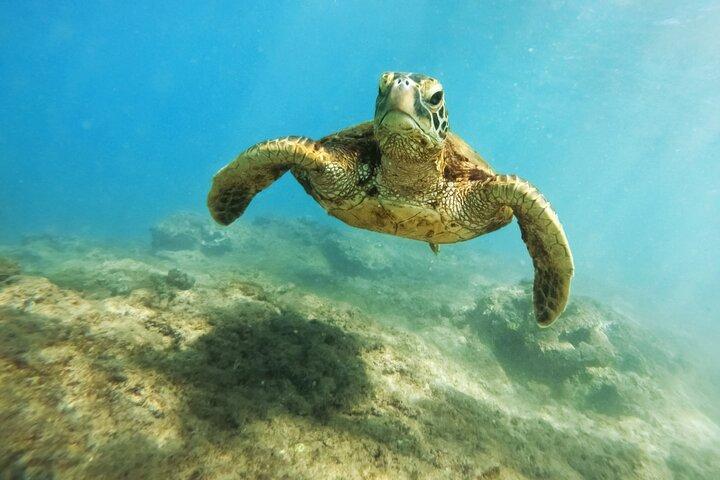 Amazing Adventure in Akumal : Nagez avec des tortues et des ruines de tulum