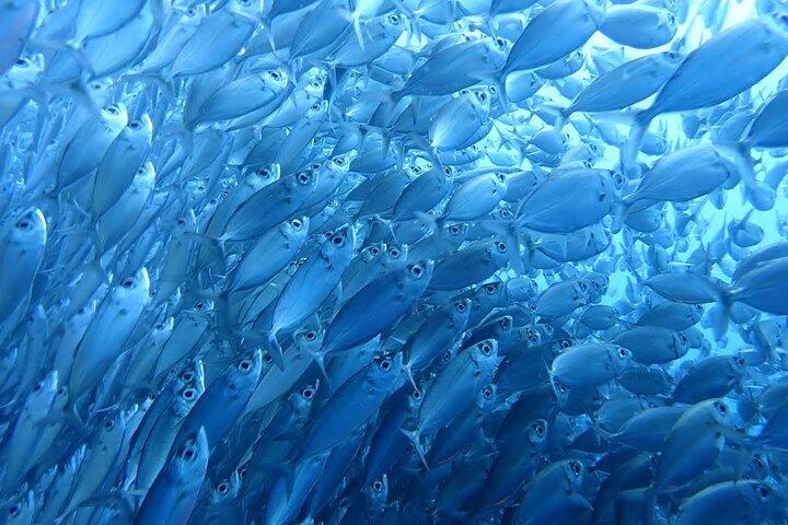 Moalboal Sardine Run, Sea Turtle e Mantayupan Falls