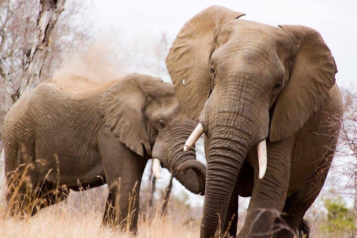 Full-Day Kruger National Park Safari