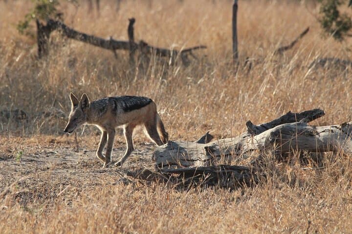Full-Day Kruger National Park Safari