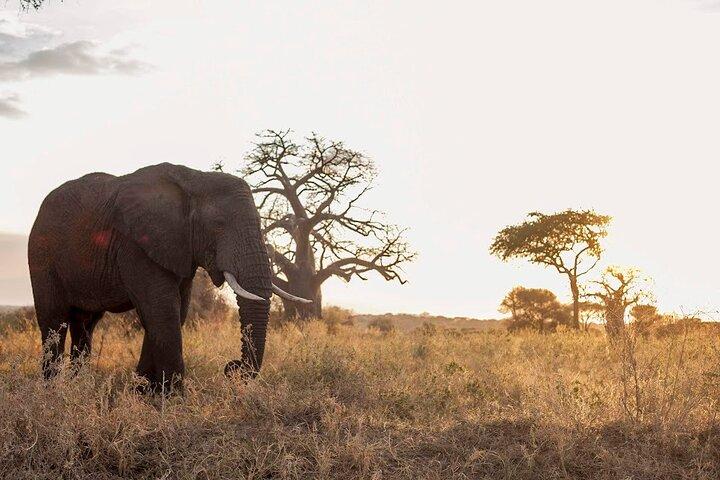 Experiencia de safari en camping de 4 días en Tanzania