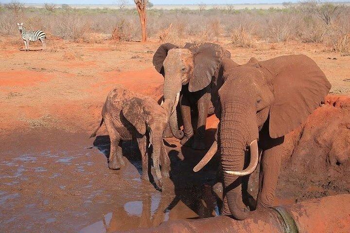 5日間プライベート野生動物サファリ,アンボセリ,ツァボ東部,ツァボ西部