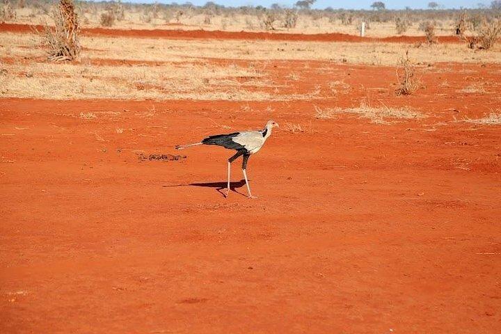 5日間プライベート野生動物サファリ,アンボセリ,ツァボ東部,ツァボ西部