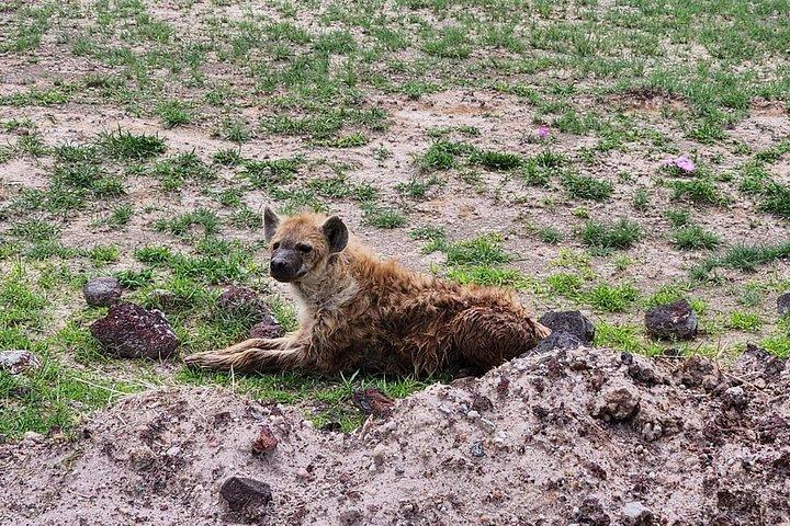 5日間プライベート野生動物サファリ,アンボセリ,ツァボ東部,ツァボ西部