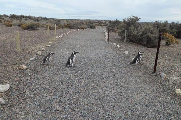 Privat krydstogtudflugt til Punta Tombo