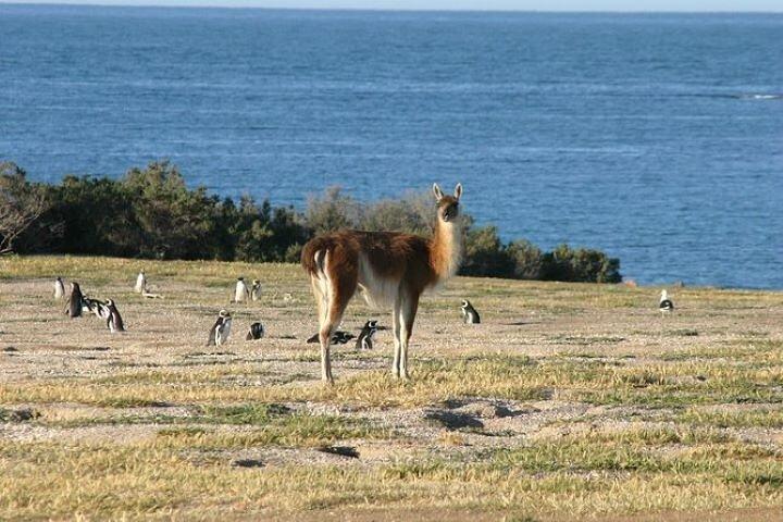 Privat krydstogtudflugt til Punta Tombo
