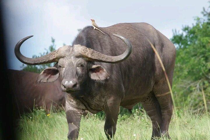 3 dias & 2 noites Tsavo East & West por Humphrey Ndungu Tour's