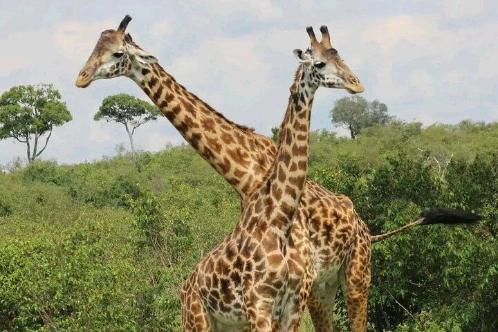 3 dias & 2 noites Tsavo East & West por Humphrey Ndungu Tour's