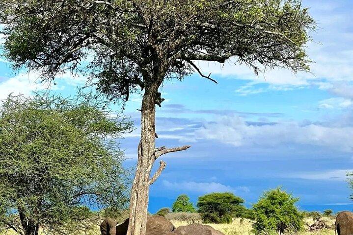 3 dias & 2 noites Tsavo East & West por Humphrey Ndungu Tour's