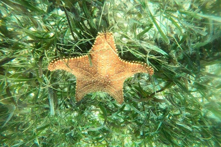 コスタマヤ、魚とサンゴ礁でシュノーケリング、カメ探し