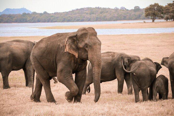 Ella a YALA SAFARI TOUR & Galle/Unawatuna/Mirissa/Tangalle drop