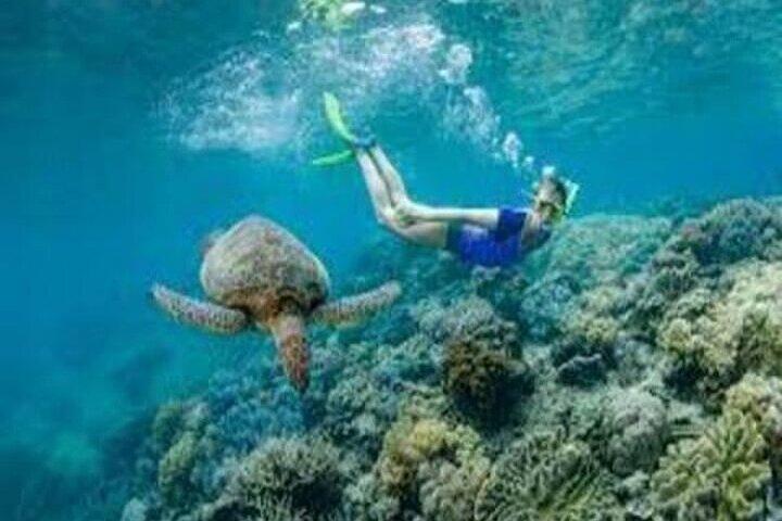Flyv ind og flyv ud Great Barrier Reef Cairns dagstur
