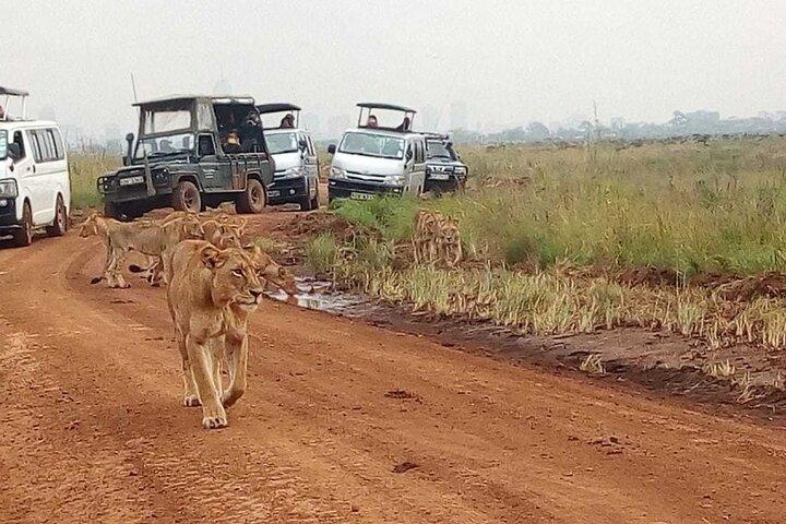 4 dagars privat safari till Masai Mara och Lake Nakuru National Park