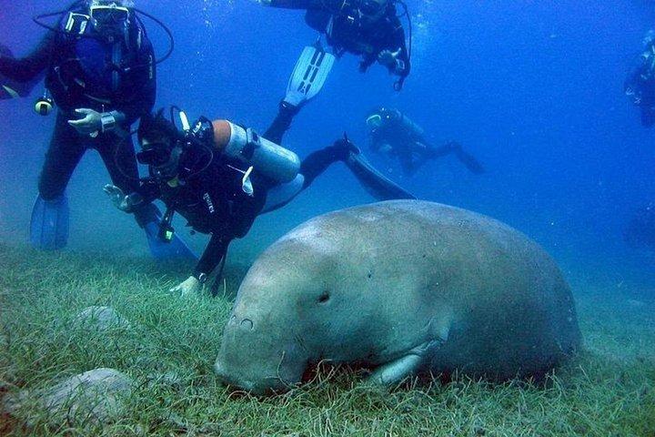 マルサ ムバラク、マルサ アラムでジュゴンやカメとシュノーケリング