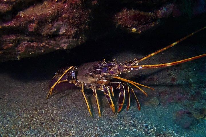 Terceira Azores: Scuba-Double dive Trip(certified Divers)