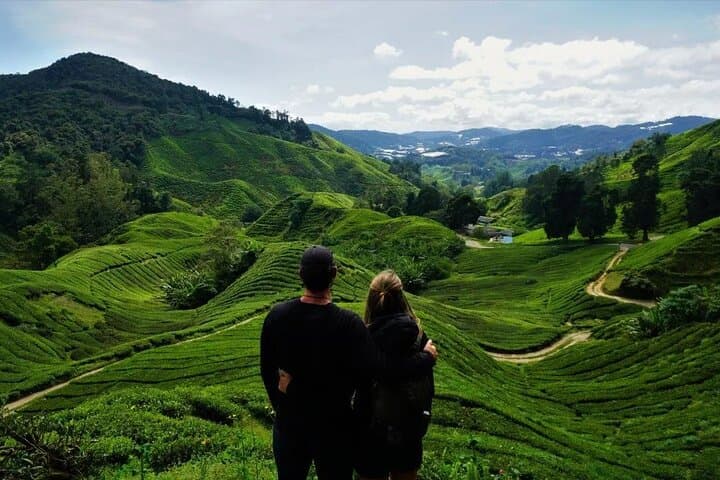 Full Day Cameron Highlands Adventure From Kuala Lumpur