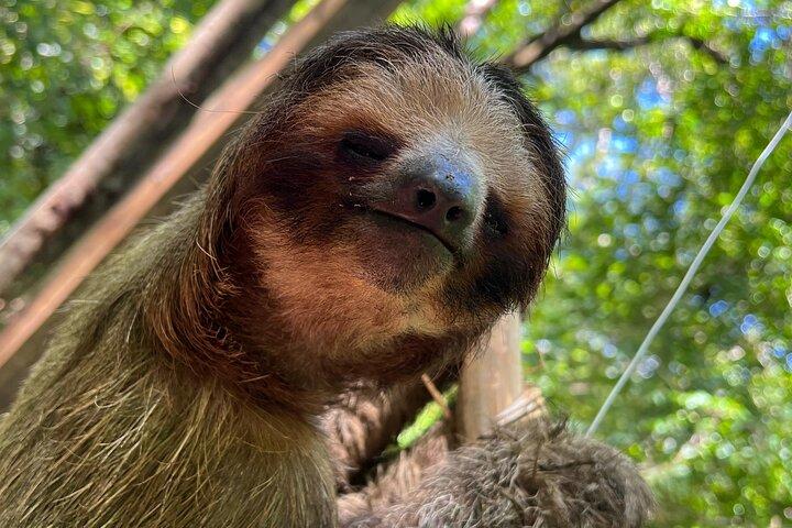 自然の生息地ロアタン島のサルとナマケモノ エコ ツアー