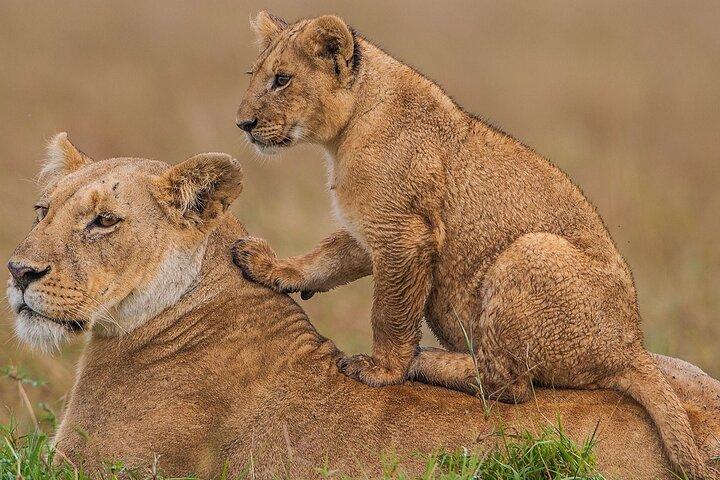 8 Days Kenya and Tanzania Driving Safari Holiday