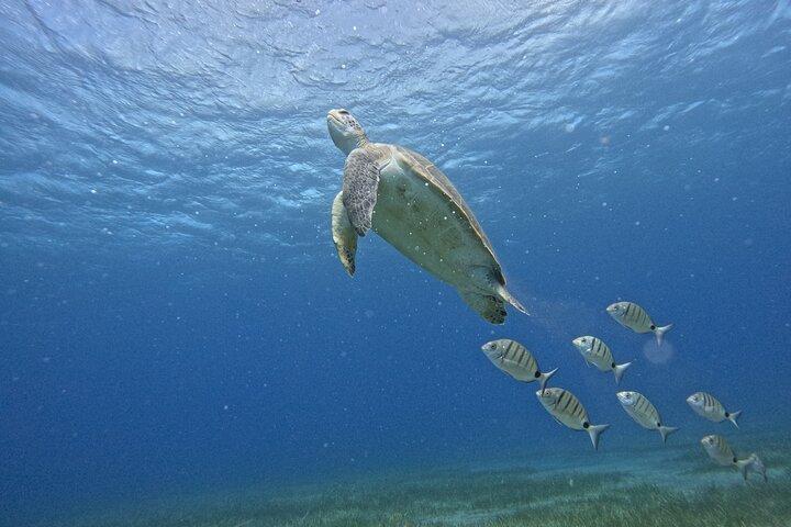 Plongée en apnée en petit groupe dans la baie d'Abades avec un guide agréé