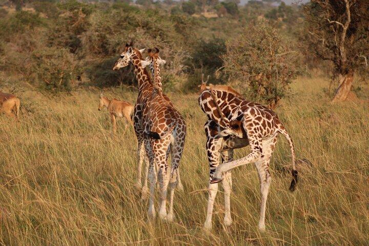 Tour privato di più giorni nel Masai Mara
