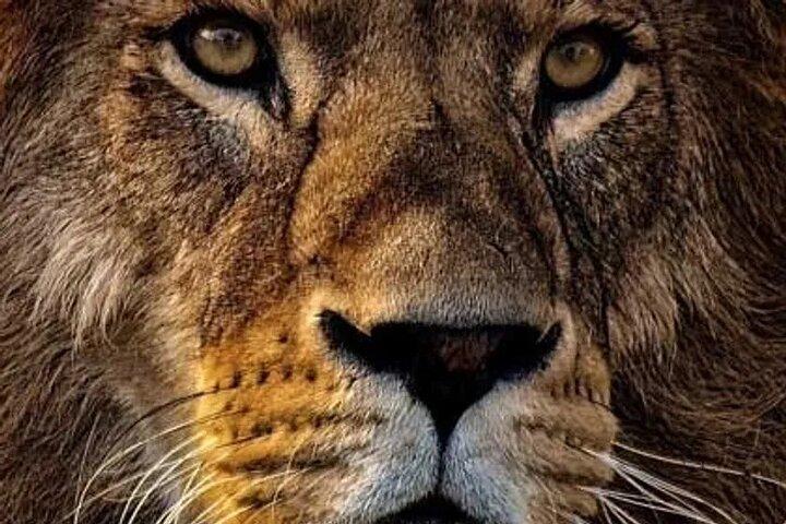 Experiencia de safari en camping de 4 días en Tanzania