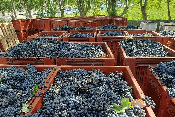 Douro Valley Private Premium Tour met wijnproeverij (1 tot 4 personen)