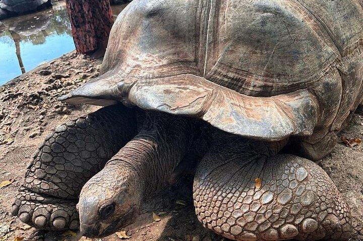 ザンジバル刑務所島旅行とストーンタウンプライベートウォーキングツアー