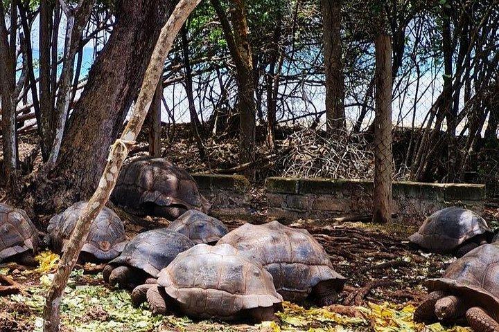 ザンジバル刑務所島旅行とストーンタウンプライベートウォーキングツアー