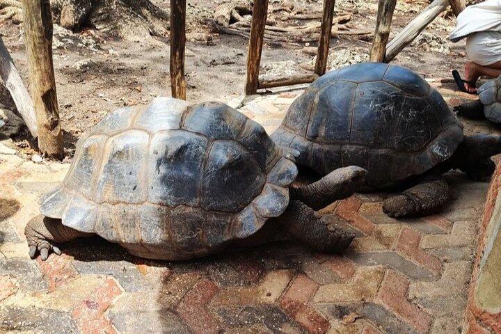 ザンジバル刑務所島旅行とストーンタウンプライベートウォーキングツアー