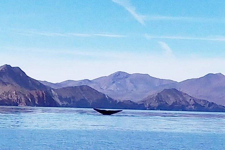 Avistamiento de Ballena Azul en Loreto