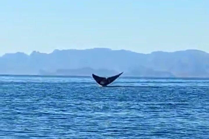 Experiencia de Avistamiento de Ballena Azul en Loreto