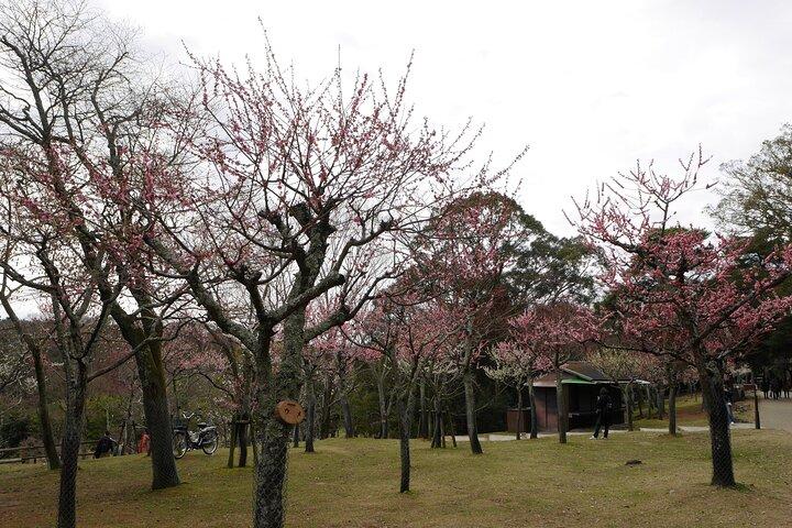奈良東大寺春日大社京都発プライベート 1 日ツアー