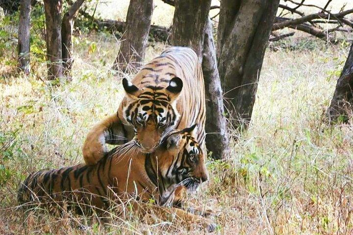 Gita giornaliera privata al Parco nazionale di Ranthambore da Jaipur