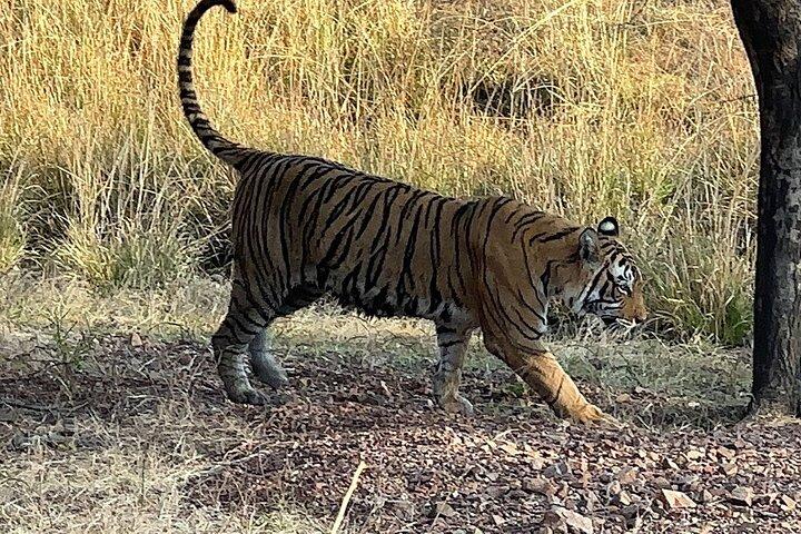 Gita giornaliera privata al Parco nazionale di Ranthambore da Jaipur