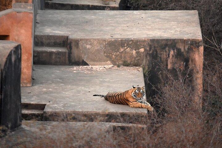 Gita giornaliera privata al Parco nazionale di Ranthambore da Jaipur