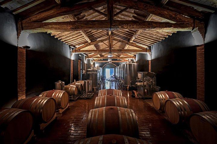 Guidet vingårdstur og vinsmagning i Siena